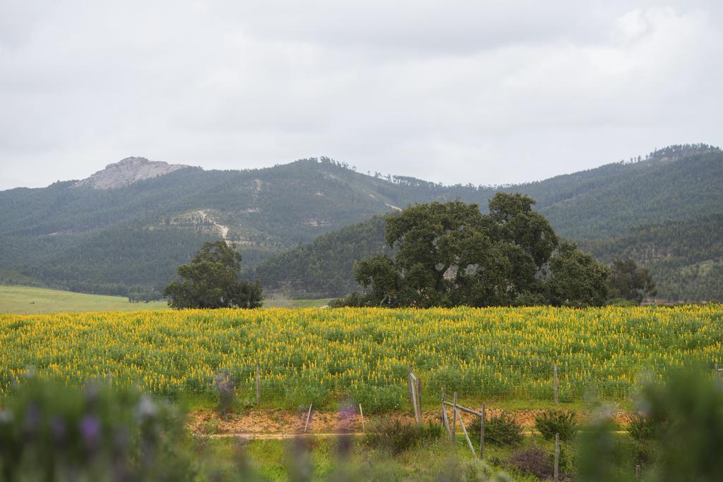 וילה נובה דה מילפונטס Herdade Do Amarelo Nature & Spa מראה חיצוני תמונה